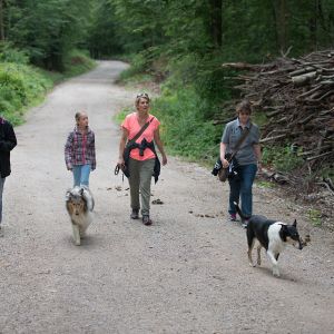 Kurzhaarcollie Treffen in Sulz im Wienerwald