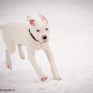 Silvester mit Hund im Hotel Grimming