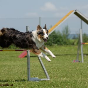 Agility Turnier des ÖSPSC