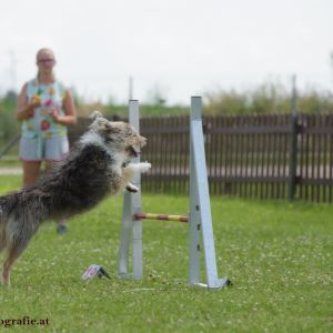 Agility Turnier des ÖSPSC