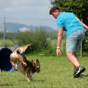 Agility Turnier des ÖSPSC