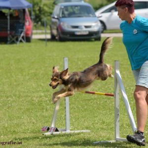 Agility Turnier des ÖSPSC