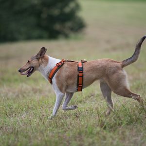 Kurzhaarcollie Treffen in Sulz im Wienerwald