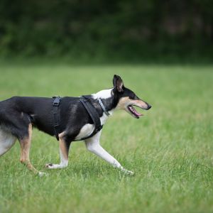 Kurzhaarcollie Treffen in Sulz im Wienerwald