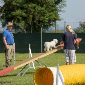 Agility Turnier des ÖSPSC