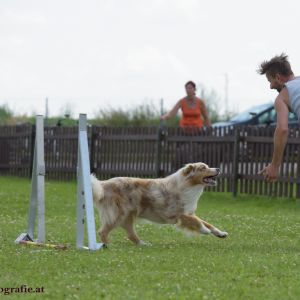 Agility Turnier des ÖSPSC