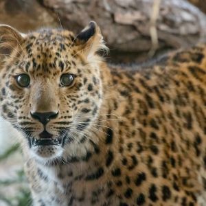 Amurleopard