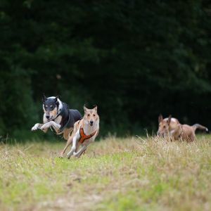 Kurzhaarcollie Treffen in Sulz im Wienerwald