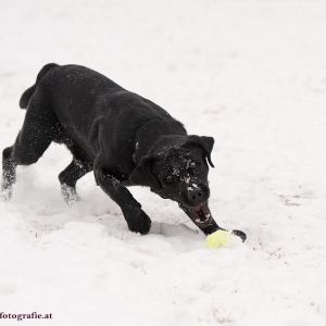 Silvester mit Hund im Hotel Grimming