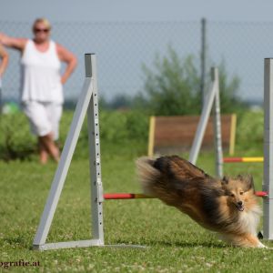 Agility Turnier des ÖSPSC