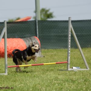 Agility Turnier des ÖSPSC