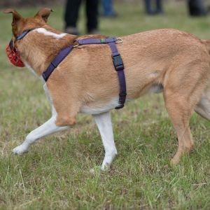 Kurzhaarcollie Treffen in Sulz im Wienerwald