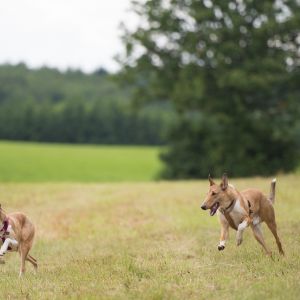 Kurzhaarcollie Treffen in Sulz im Wienerwald