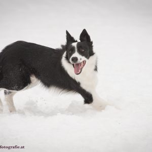 Silvester mit Hund im Hotel Grimming