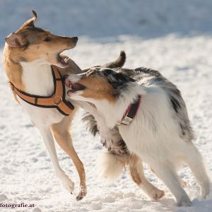 Silvester mit Hund im Hotel Grimming