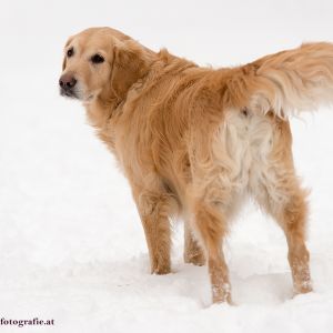 Silvester mit Hund im Hotel Grimming