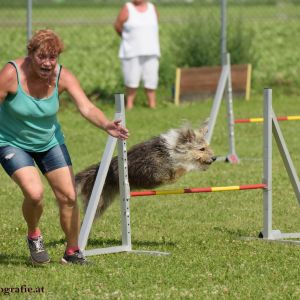 Agility Turnier des ÖSPSC