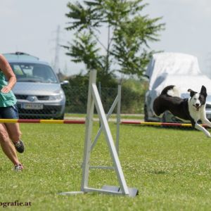 Agility Turnier des ÖSPSC