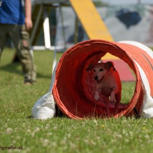 Agility Turnier des ÖSPSC