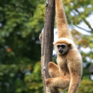 Weißhandgibbon