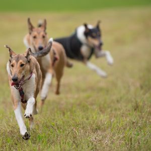 Kurzhaarcollie Treffen in Sulz im Wienerwald