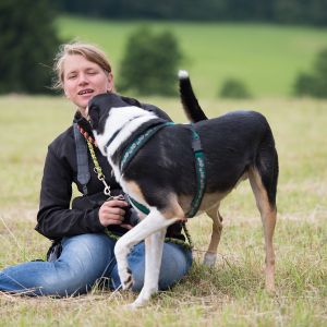 Kurzhaarcollie Treffen in Sulz im Wienerwald