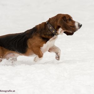 Silvester mit Hund im Hotel Grimming