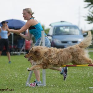 Agility Turnier des ÖSPSC