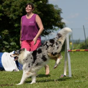 Agility Turnier des ÖSPSC