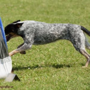 Agility Turnier des ÖSPSC