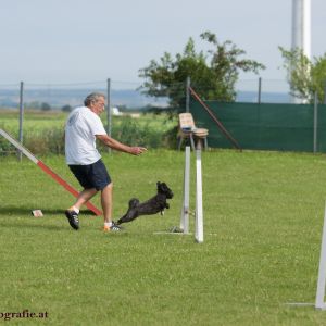 Agility Turnier des ÖSPSC