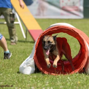 Agility Turnier des ÖSPSC