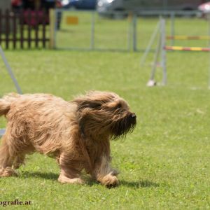 Agility Turnier des ÖSPSC