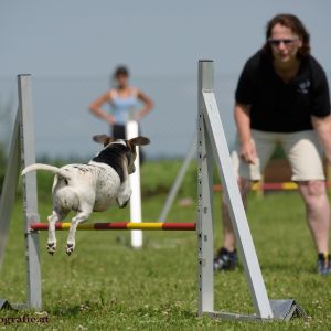 Agility Turnier des ÖSPSC