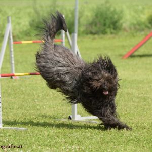 Agility Turnier des ÖSPSC