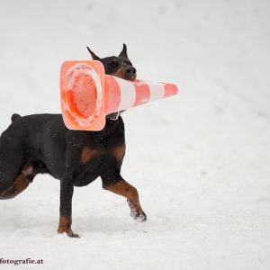 Silvester mit Hund im Hotel Grimming