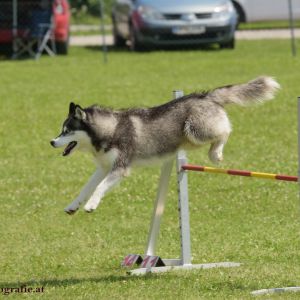 Agility Turnier des ÖSPSC