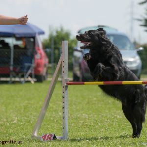 Agility Turnier des ÖSPSC