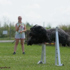 Agility Turnier des ÖSPSC