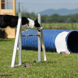 Agility Turnier des ÖSPSC