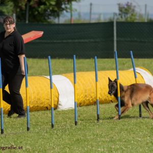 Agility Turnier des ÖSPSC