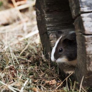 Meerschweinchen