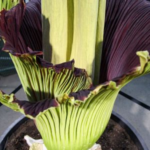 Amorphophallus_titanum_IMG_2078.jpg