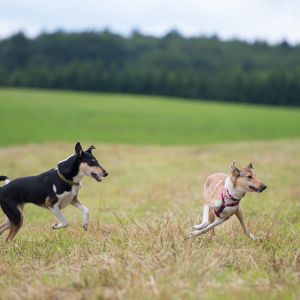 Kurzhaarcollie Treffen in Sulz im Wienerwald