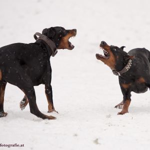 Silvester mit Hund im Hotel Grimming