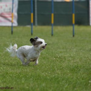 Agility Turnier des ÖSPSC