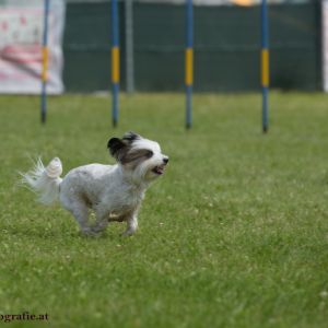 Agility Turnier des ÖSPSC