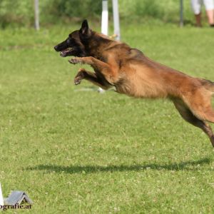 Agility Turnier des ÖSPSC