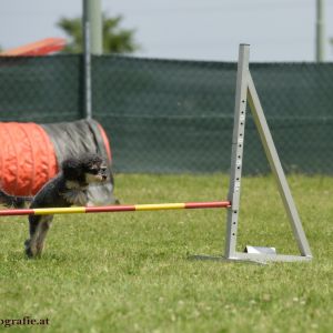 Agility Turnier des ÖSPSC