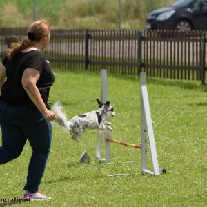 Agility Turnier des ÖSPSC